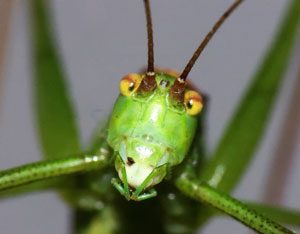 grasshopper